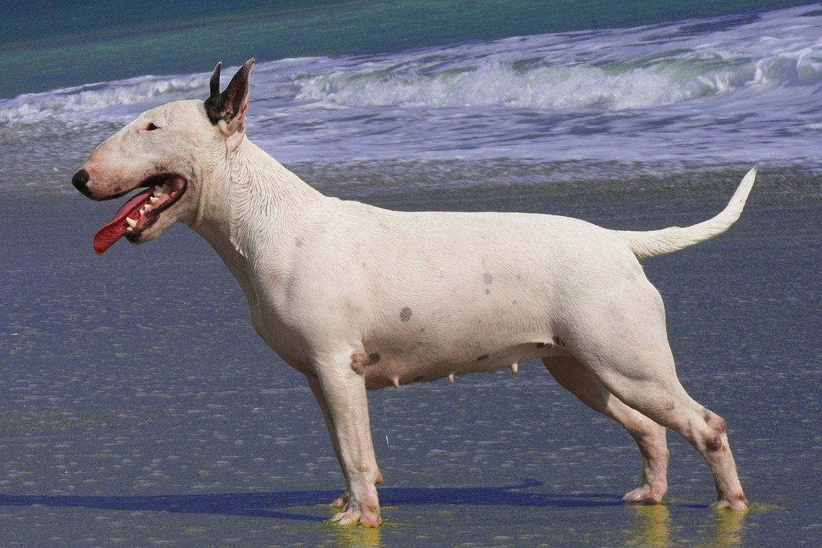 Bull Terrier e suas principais doenças de pele
