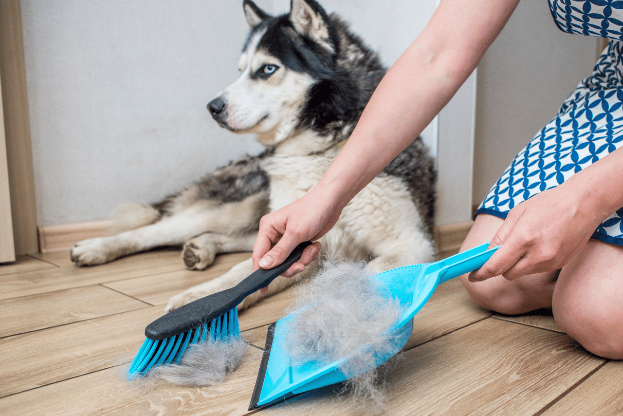 A importância da remoção do subpelo, Veja isso !