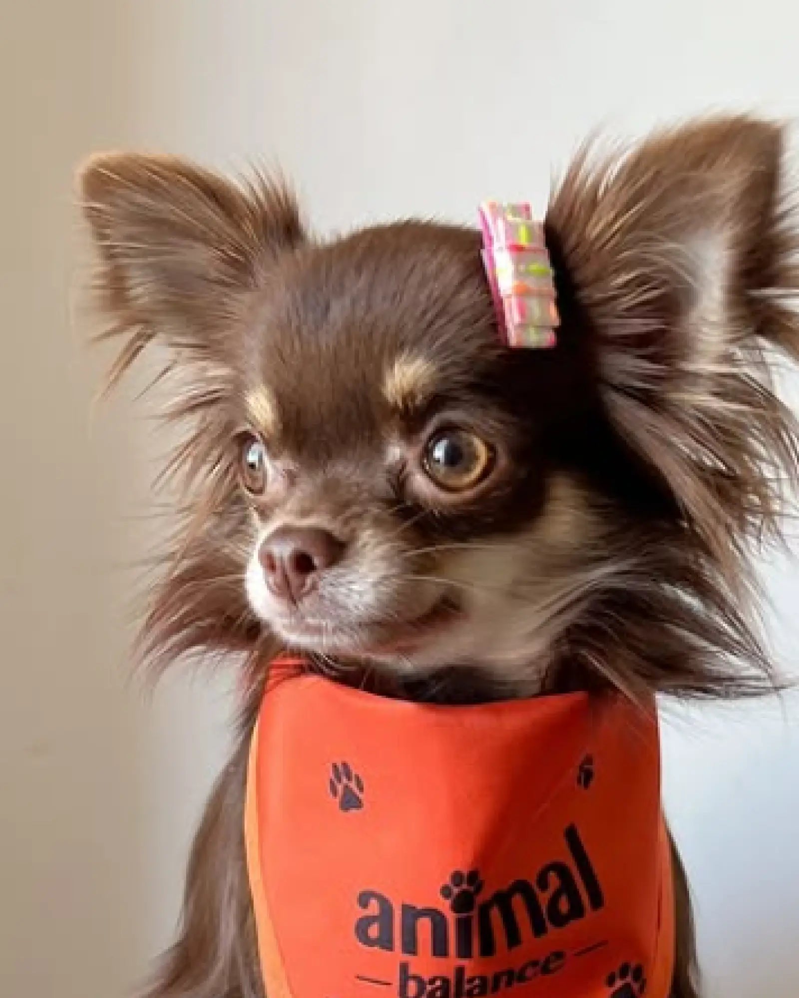 Kit Cúrcuma Reative - 1 Shampoo + 1 Condicionador