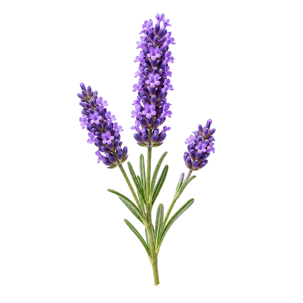 Óleo Vegetal de Lavanda