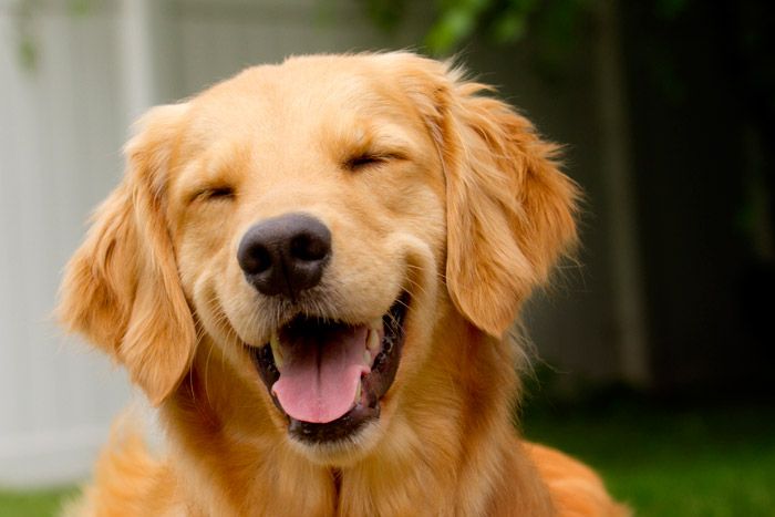 Golden Retriever e suas doenças de pele