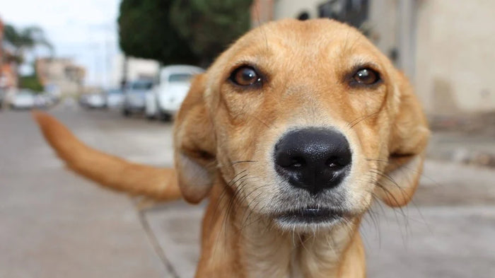 Alergias em vira lata, veja as mais comuns e como tratar!