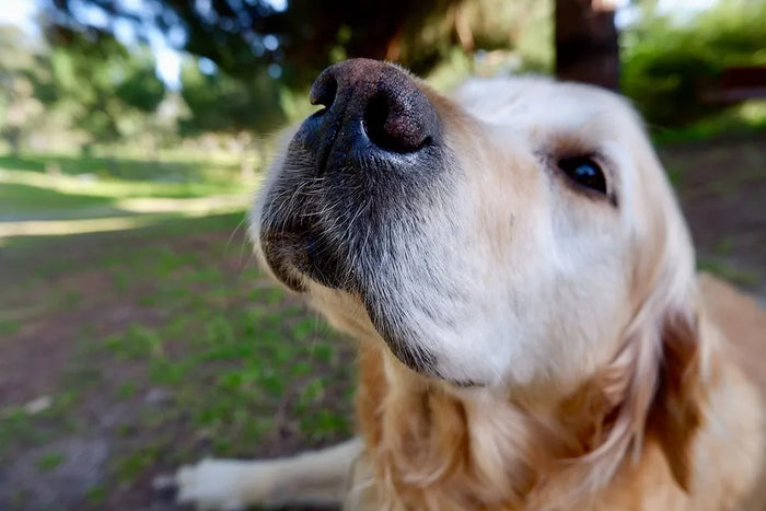Como funciona o olfato de um cachorro?