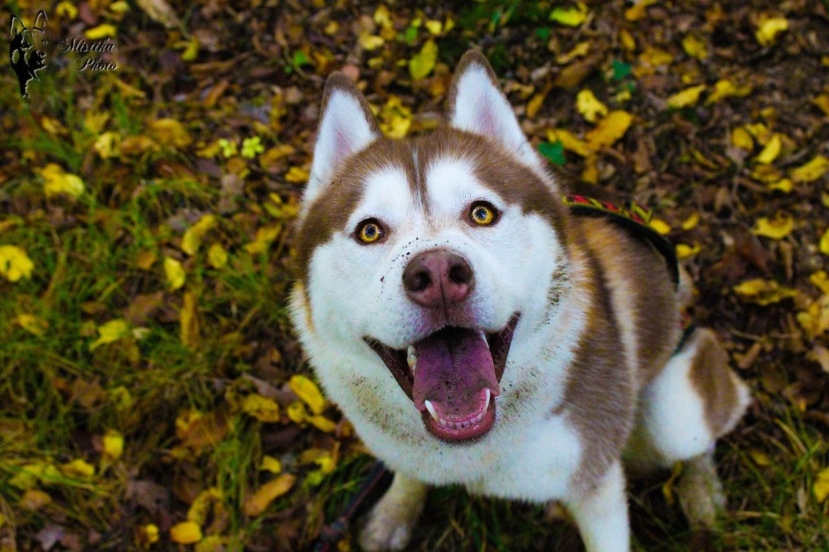 Dicas para tutores de Husky ficarem atentos !