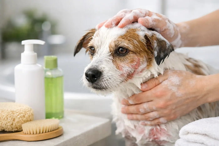 Shampoo para cachorro com dermatite funciona?