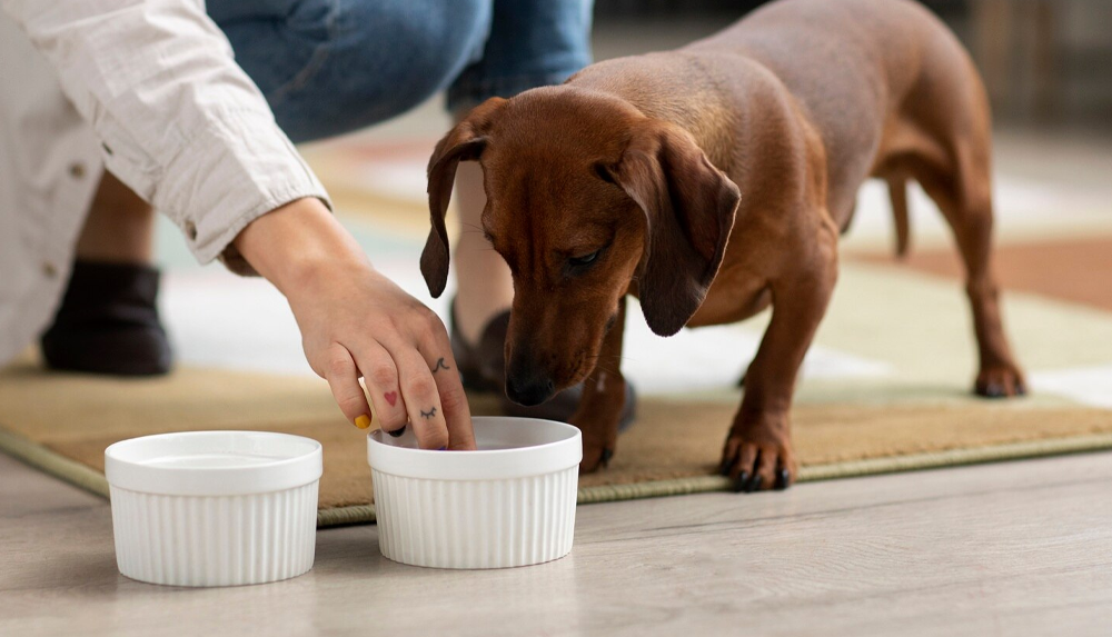 Suplemento para pelo de cachorro: quando usar?