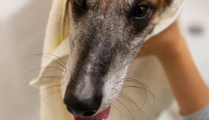 Como tratar pele irritada em cachorro com segurança