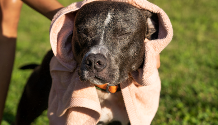 Quando usar balm para pata de cachorro no dia a dia?
