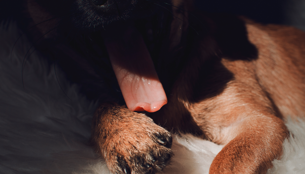 Cachorro lambendo muito a pata é normal?