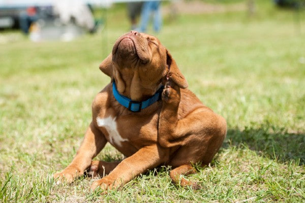 Pets que se coçam muito, saiba como tratar!