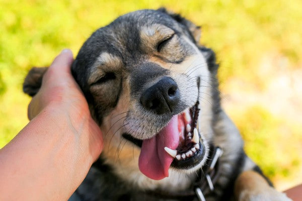 Como escolher o melhor produto para o seu pet