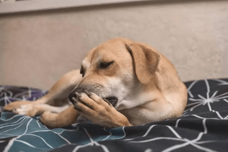 Seu pet se lambe de mais? Veja o que pode ser!