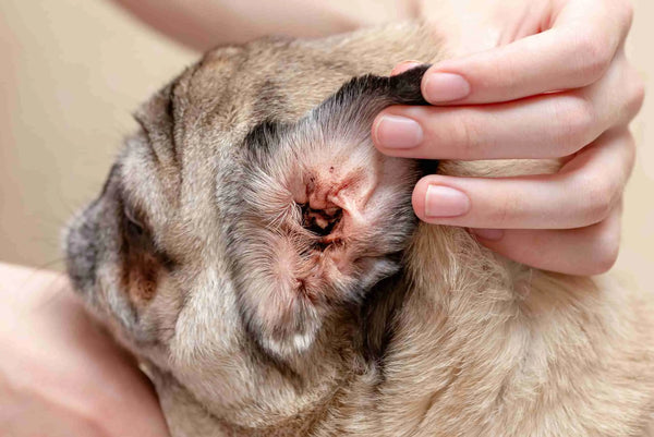 Você conhece a Malassezia em cães ? Saiba como tratar !