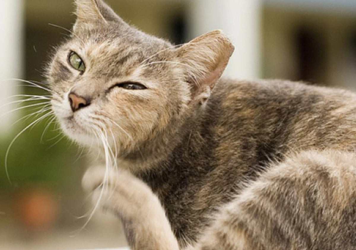 Quais alergias existem para gatos ?