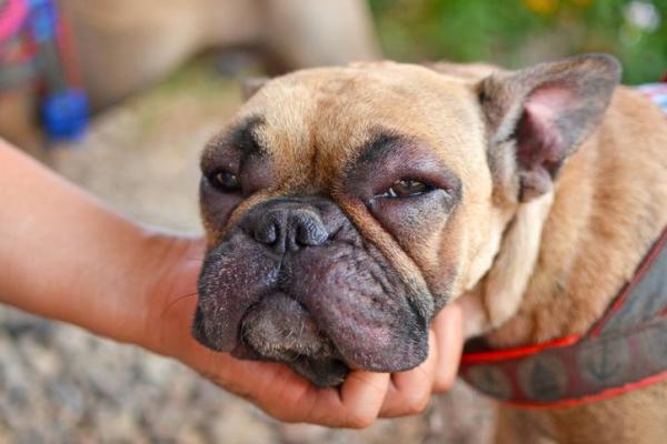 Alimentos que podem causar alergia no seu cão