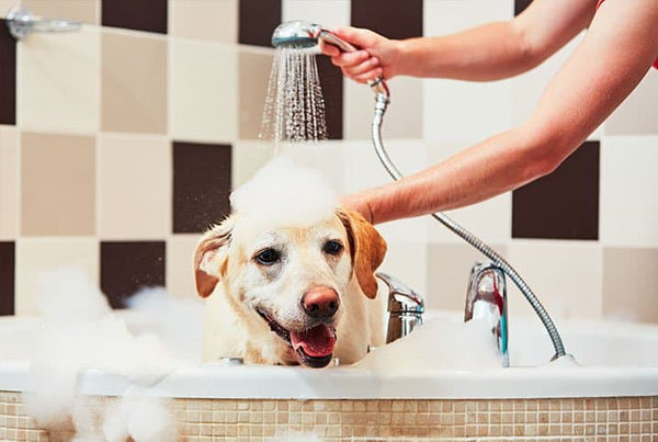 Cachorro pode tomar banho todo dia ?