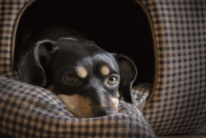 Dermatite seborreica canina: causas, sintomas e tratamento