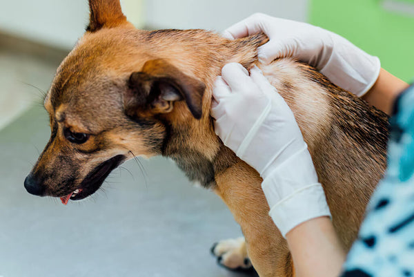 Pele Irritada? Diga Adeus aos Problemas Dermatológicos com a Animal Balance!