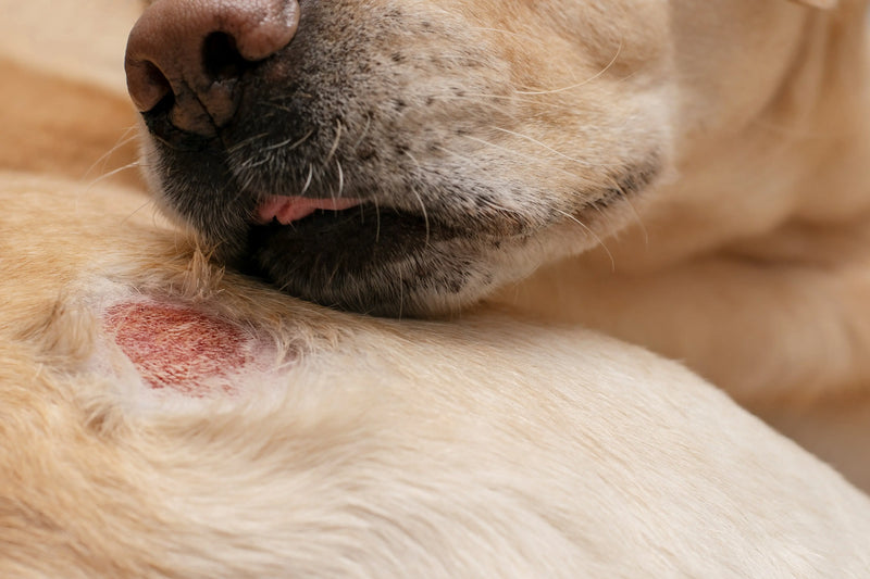 Descubra o Poder do Omega 3 para Pets: Seu Aliado para uma Saúde Animal Equilibrada