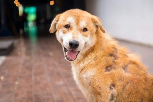 Problemas de Pele em Cães? Descubra o Segredo da Animal Balance para uma Pele Saudável!