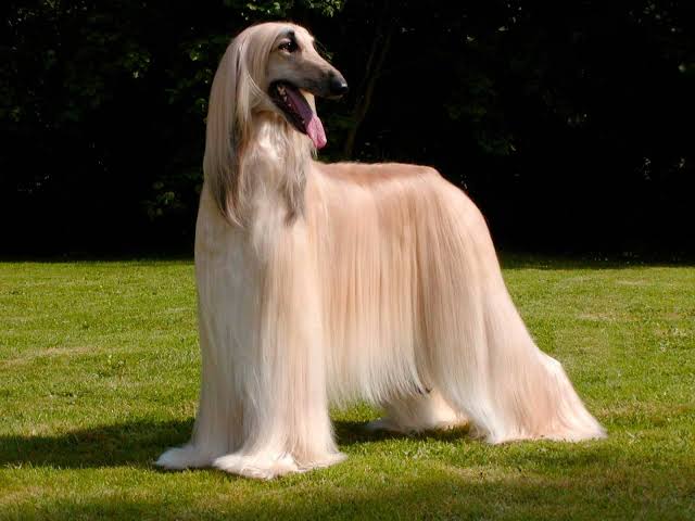Cuidados com cães de pelagem longa