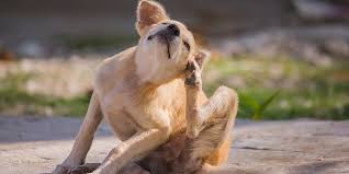 Alergia a pólens em animais, como tratar?