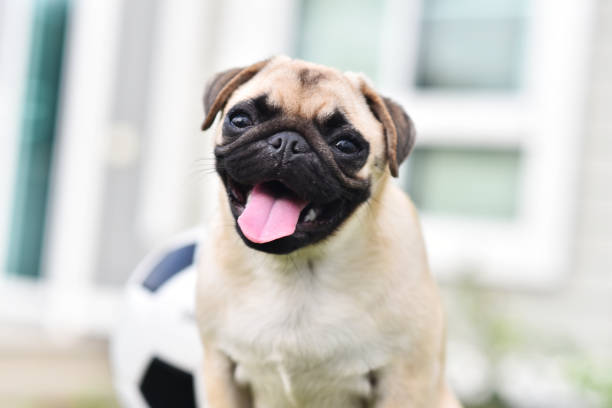 Tipos de dermatite em Pug