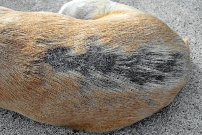 A Revolução no Cuidado da Pele Canina: Soluções Científicas da Animal Balance!