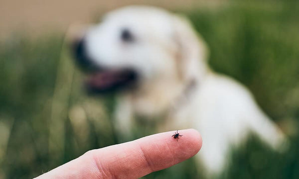 Dermatite alérgica à picada de pulga (DAPP) você conhece?