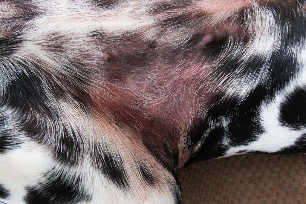 Pets podem ter reações alérgicas após banho e tosa