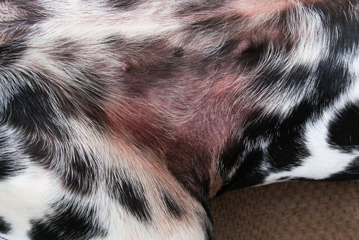 Pets podem ter reações alérgicas após banho e tosa
