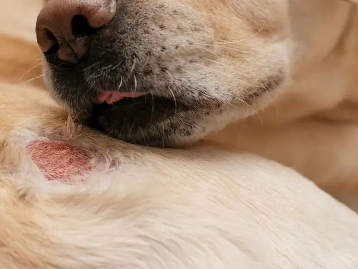 As causas das coceiras em cachorros, saiba como tratar !