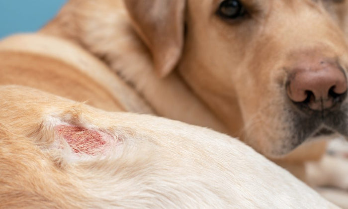 Sarna Demodécica em cães, saiba como tratar !