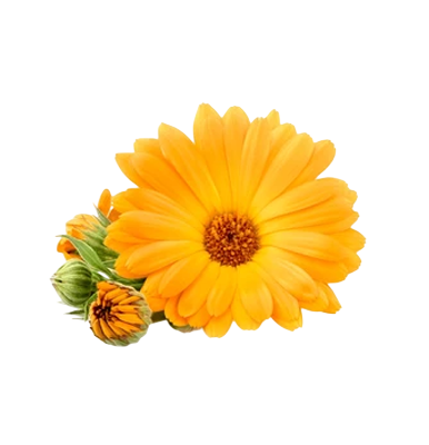 Calendula