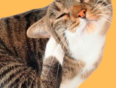 Coceira