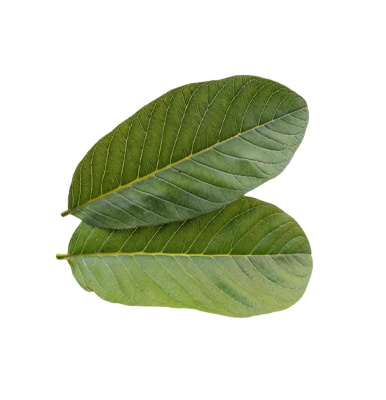 Psidium Guajava