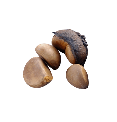 Andiroba