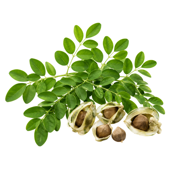 Óleo Vegetal de Moringa