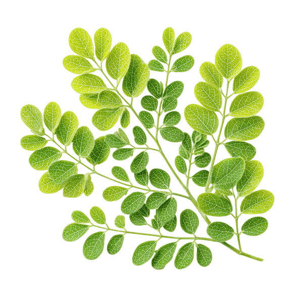Óleo Vegetal de Moringa